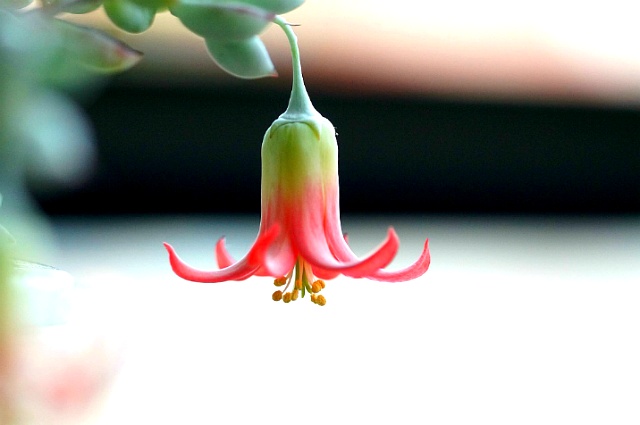 ½ÇÁ¦Å©±â·Î º¸±â