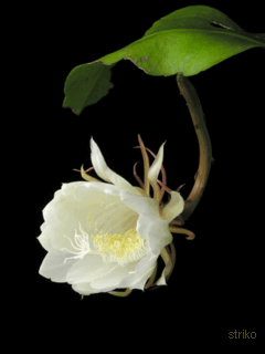 ½ÇÁ¦Å©±â·Î º¸±â