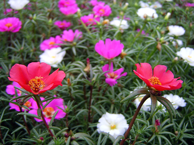 실제크기로 보기