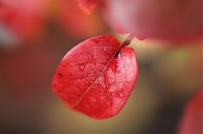 ũ 