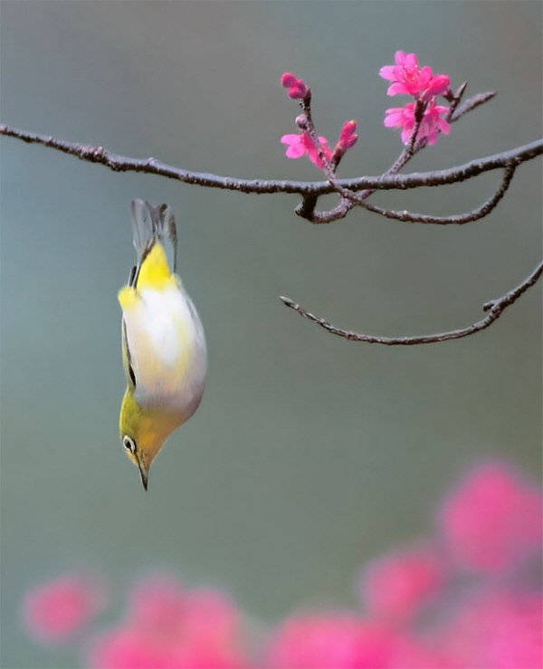 ũ 