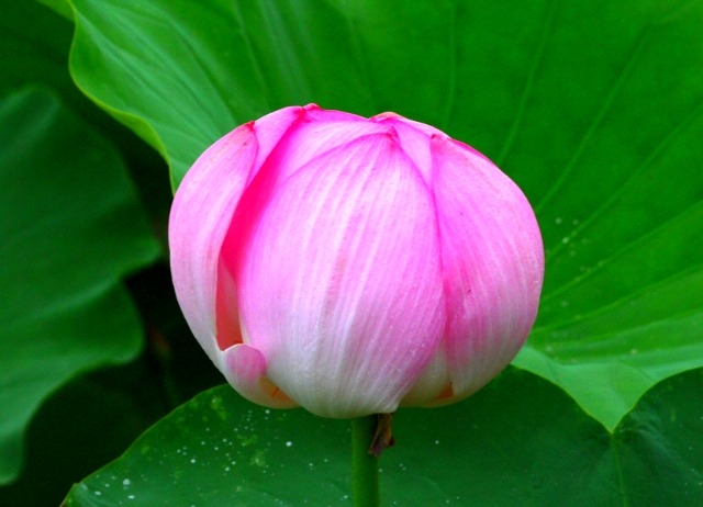 ũ 