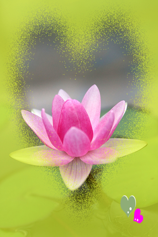 ũ 