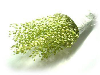 ũ 