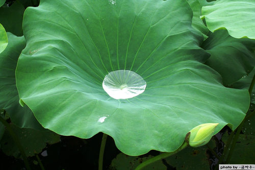 ũ 
