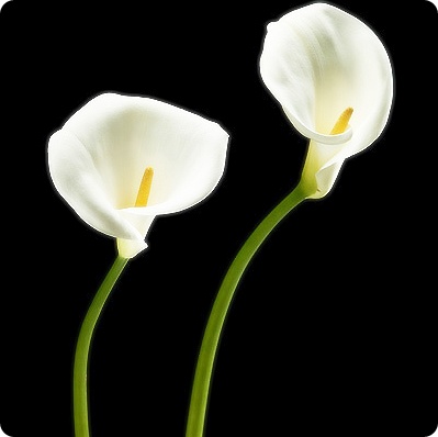 ũ 