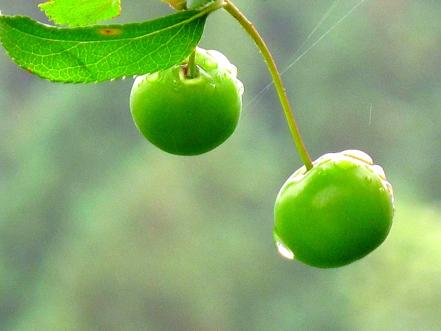 ũ 