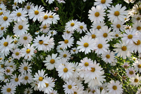 실제크기로 보기