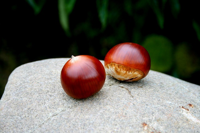 ũ 