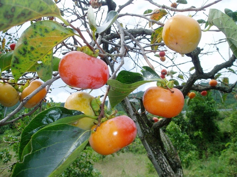 ũ 