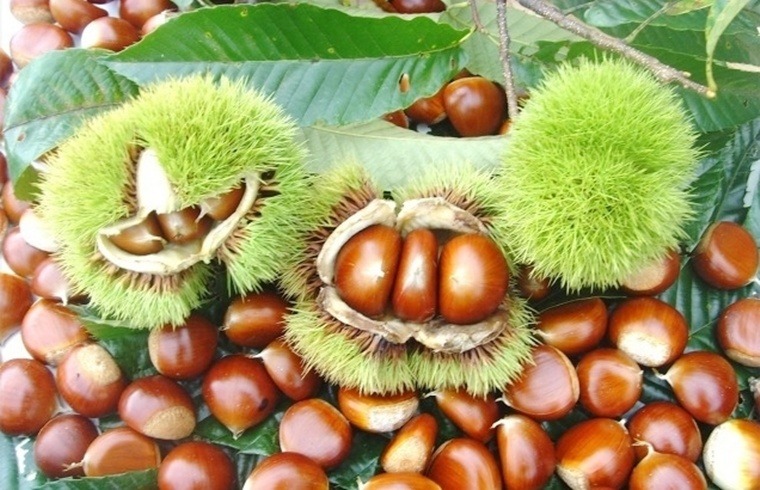 ũ 