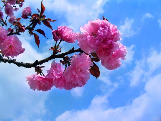 ũ 
