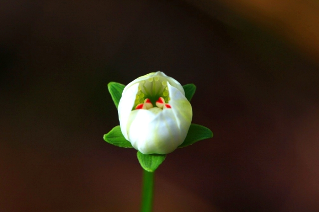 ũ 