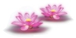 ũ 