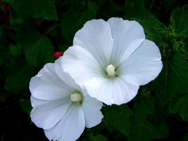 ũ 