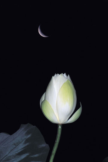 ũ 