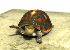 ũ 