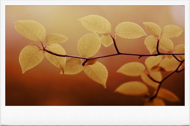 ½ÇÁ¦Å©±â·Î º¸±â