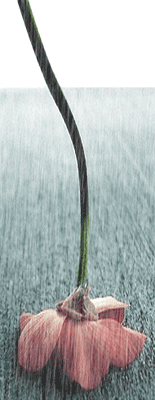 ũ 