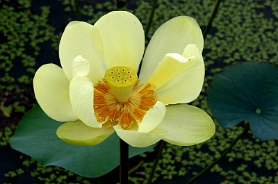 ũ 