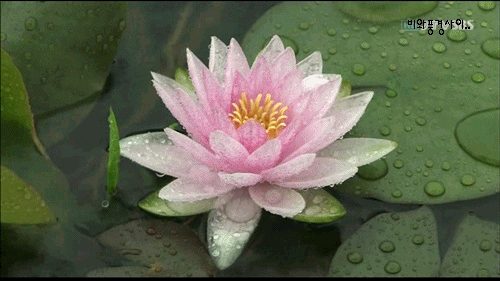 ũ 
