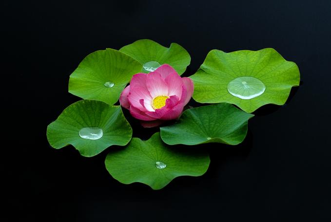 ũ 