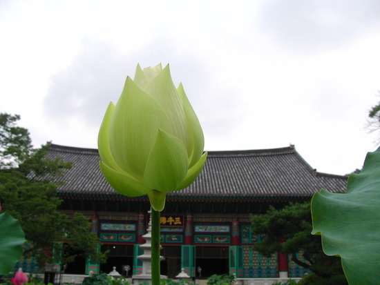 ũ 