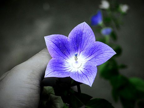 ũ 