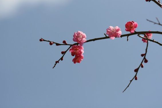 ũ 