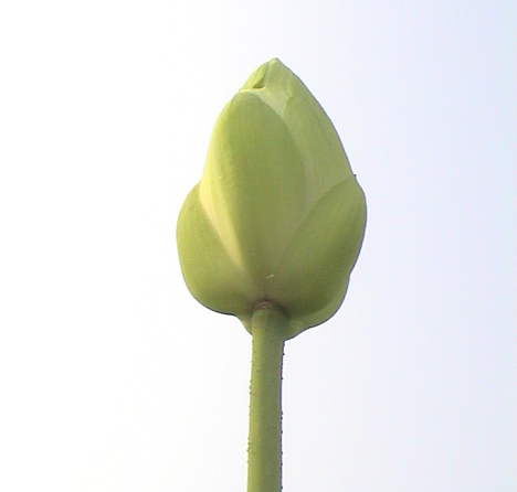 실제크기로 보기