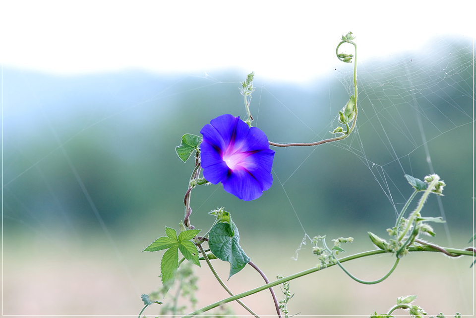 ũ 