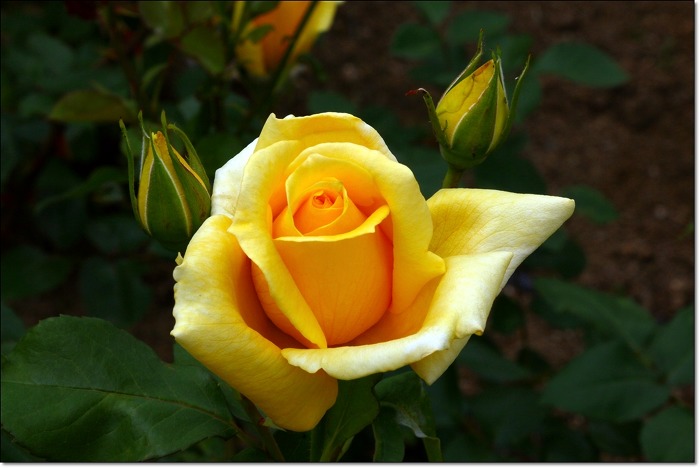 ½ÇÁ¦Å©±â·Î º¸±â