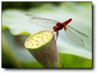 ½ÇÁ¦Å©±â·Î º¸±â