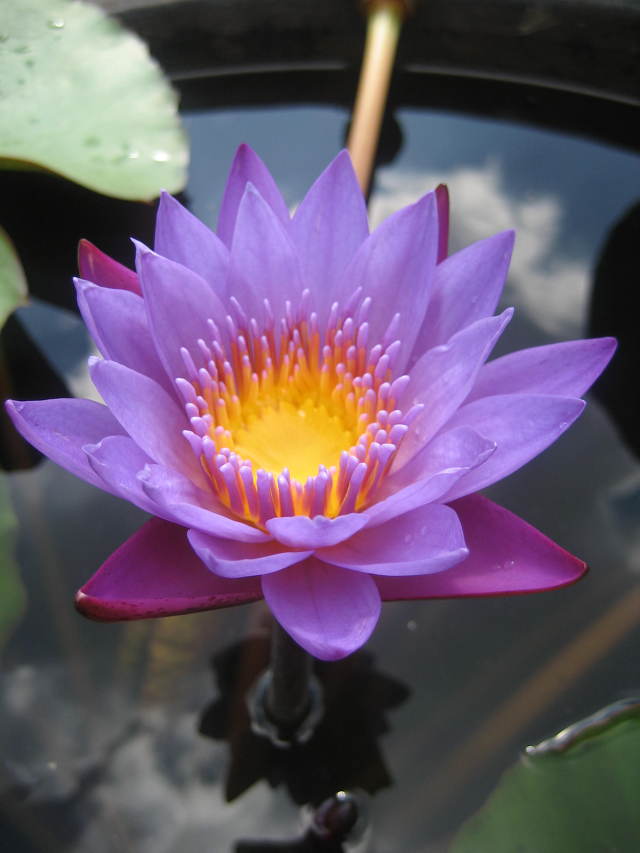 ũ 