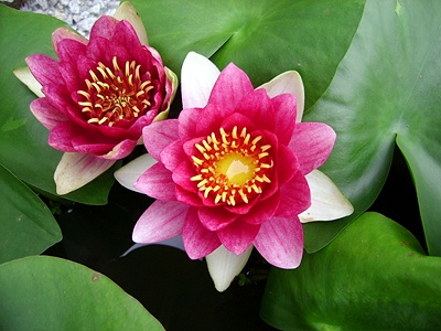 실제크기로 보기