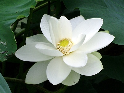 ũ 