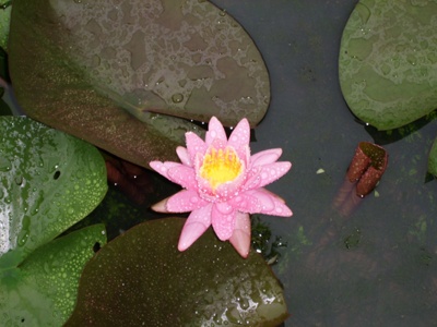 실제크기로 보기