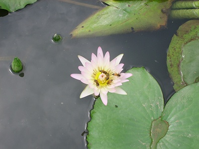 실제크기로 보기