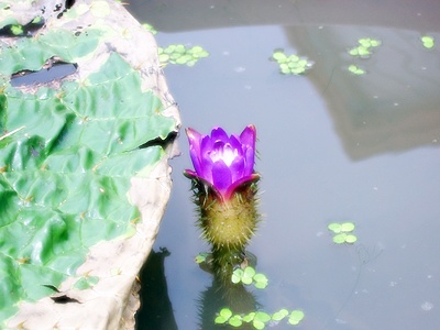 ũ 
