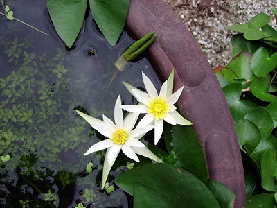 실제크기로 보기