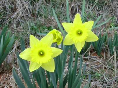 실제크기로 보기