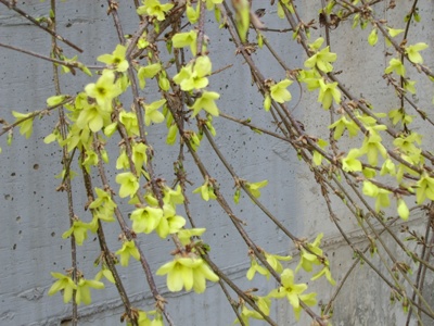 실제크기로 보기