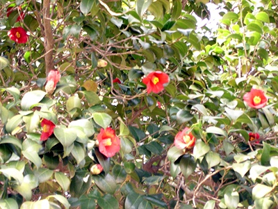실제크기로 보기