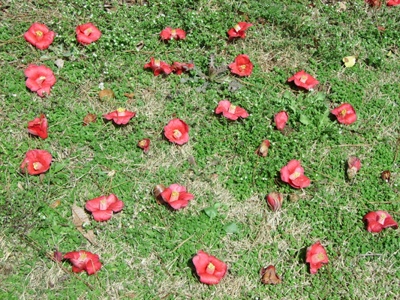 실제크기로 보기