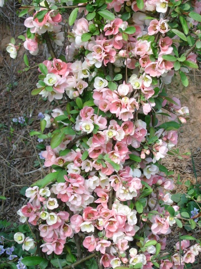실제크기로 보기