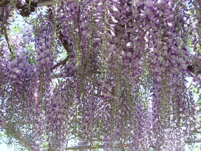 ũ 