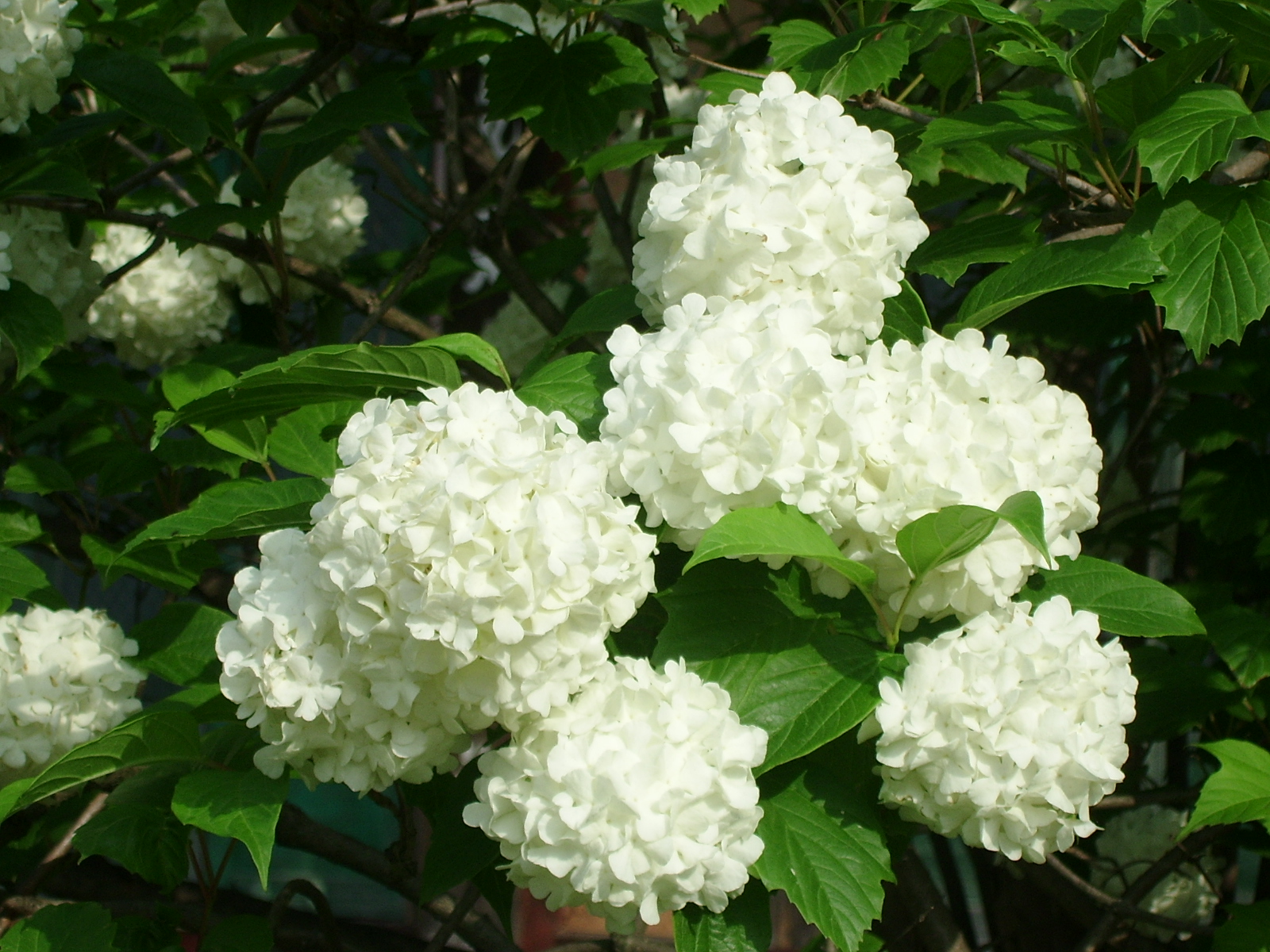 실제크기로 보기