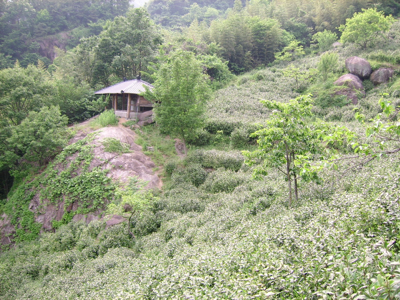 실제크기로 보기