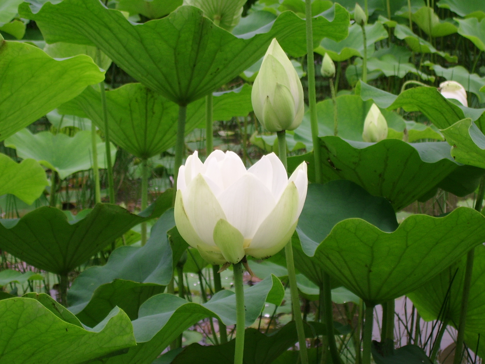 실제크기로 보기