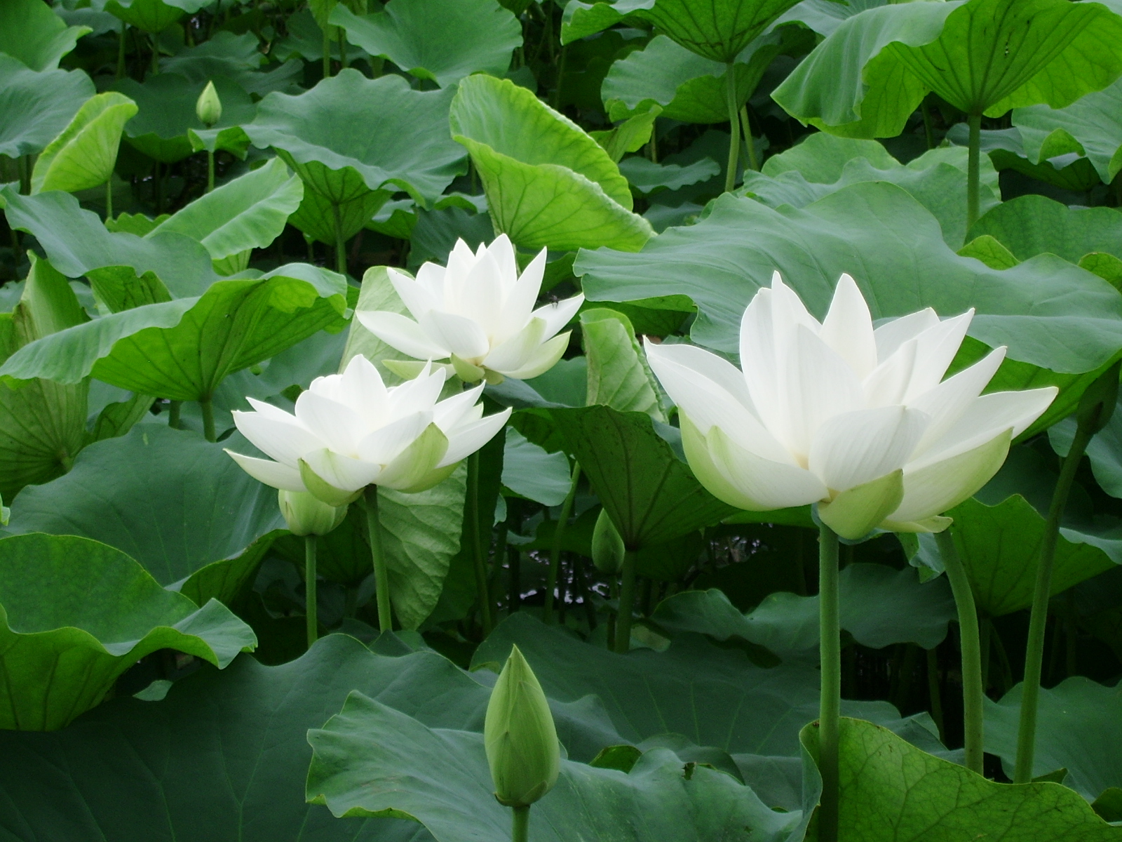 실제크기로 보기